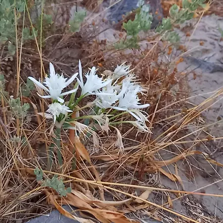 Cap D'agde, Bord De Mer, 50 M De La Roquille, Climatise Et Wifi, * Agde